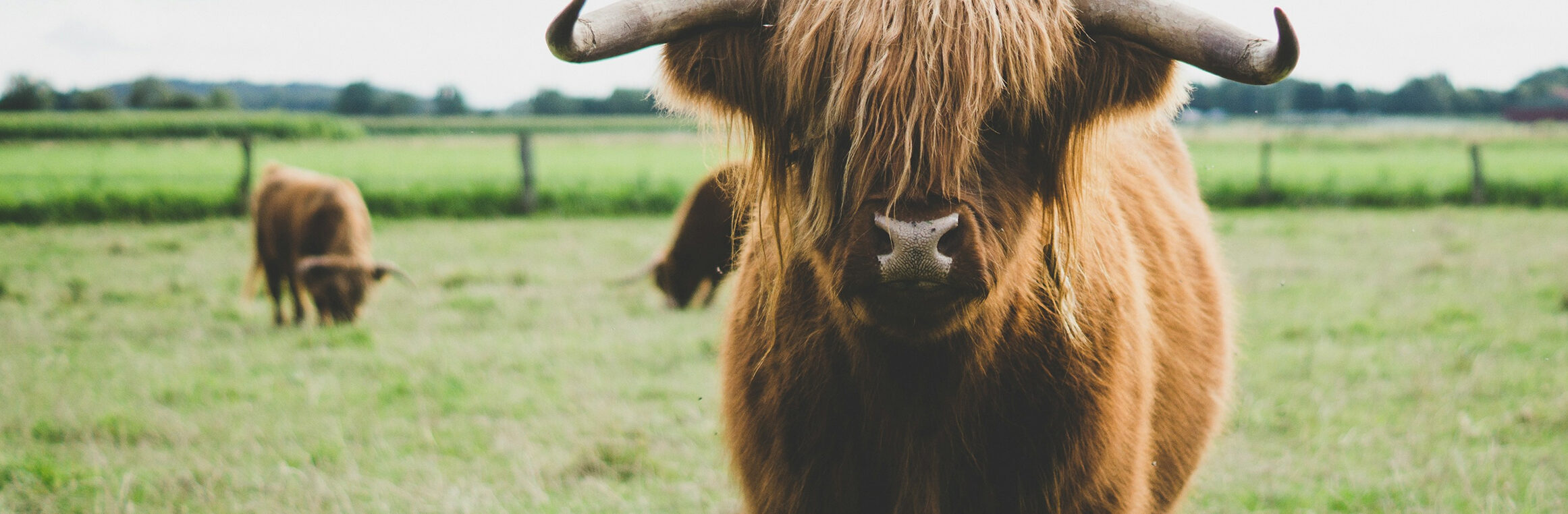 Farmavete Grandi Animali Catalago