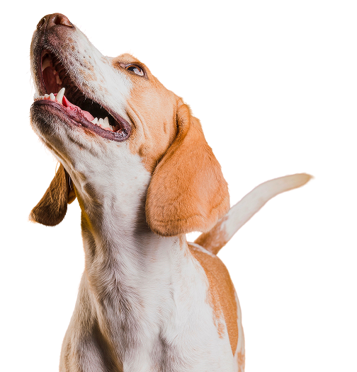 Farmavete Home Cane