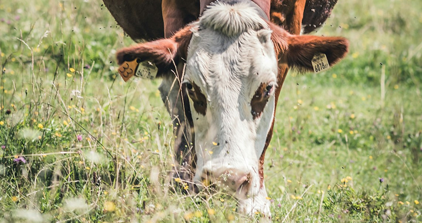 Farmavete Grandi Animali Foto Mucca